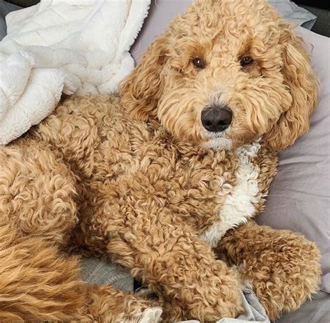 They are known for their family friendly demeanor and their intelligence. . What is an adoradoodle